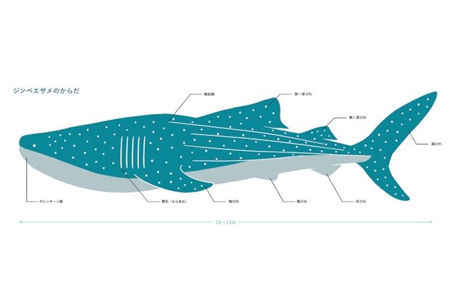 ジンベエザメは、〇〇である